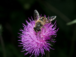 Hover fly on flower