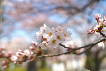 桜 ソメイヨシノ 春 新生活
