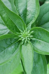 Close up circular pattern of green leaves