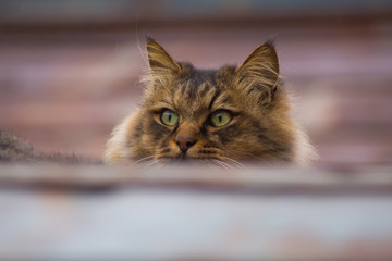 猫 ねこ cat 子猫 仕草 かわいい 視線 目線 強い ボス