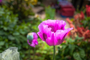 opium flower was planted for the show in Hmong tribal village in a valley of Doi Pui to Doi Suthep National Park Chiang Mai Thailand. In the past hill tribe people have been occupied with opium..
