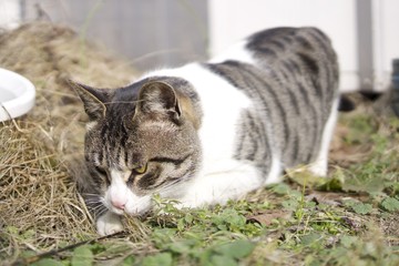 猫 ねこ cat 子猫 仕草 かわいい 視線 狙う 獲物