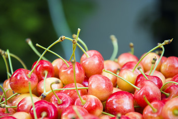 Red yellow cherries with petioles - background