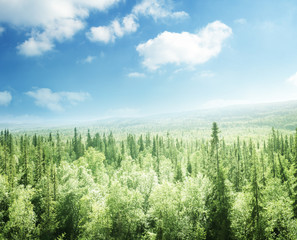 Obraz premium las w czasie zachodu słońca