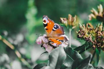 butterfly sitting on a flower in the gardens of Crimea