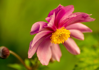 Obraz premium macro flower