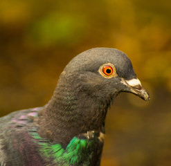 pigeon