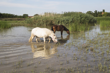 Horses enjoing in the lake, drinking water and eating grass, at snimal shelter.