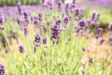 Violet lavender blooming fields in furano, hokaido, japan.Closeup focus ,flowers background.