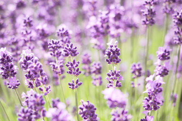 Violet lavender blooming fields in furano, hokaido, japan.Closeup focus ,flowers background.