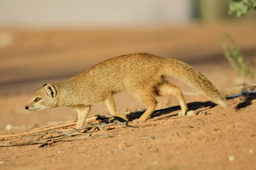 Red Meerkat On The Prowl 