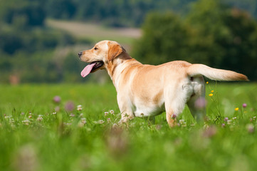 Labrador Retriever steht in einer Sommerwiese