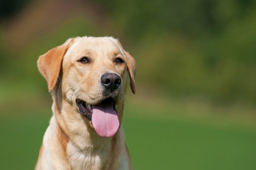 Labrador Retriever im Günen