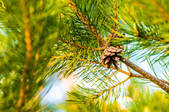 Fototapeta Fir cone on a tree branch