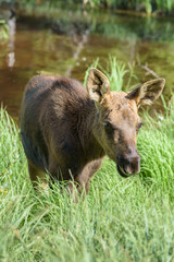Fototapeta premium Moose calf in tall grass. Shiras Moose of The Colorado Rocky Mountains