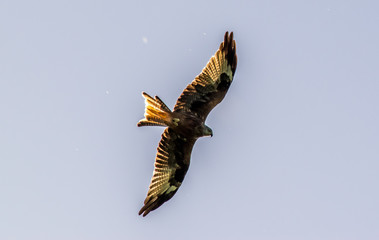 red kite 4