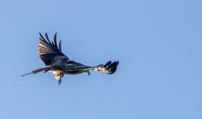 red kite 2
