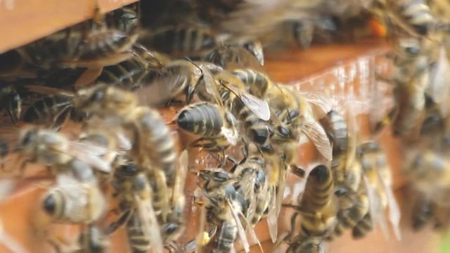 Honigbienen bei der Arbeit 
