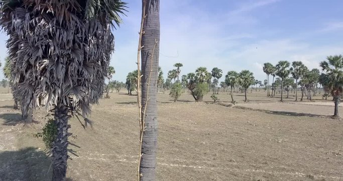 drone shot : fly up close up rickety ladder made of bamboo fixed to the palm tree.