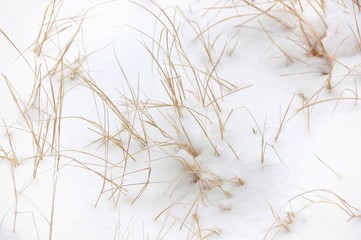 Winter's first snow coating wild grasses
