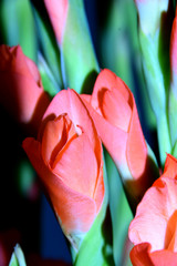 gladiolus are just starting to bloom, just blooming orange gladioli in front of dark background