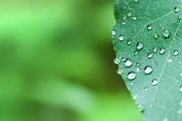 Droplets of water on the green foliage