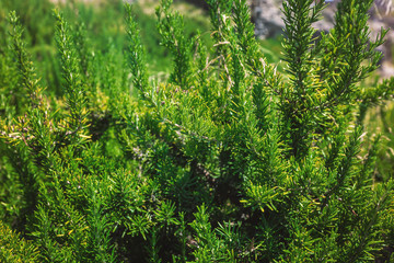 Fresh Rosemary Herb grow outdoor.