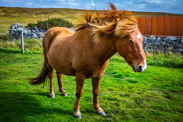 Naklejka na ściany i meble Highland horse at Scotland, Shetland Islands