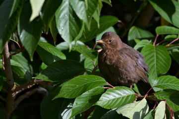 Blackbird Sitting on a Tree, Scotland