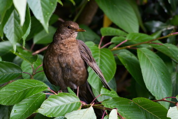 Blackbird Sitting on a Tree, Scotland