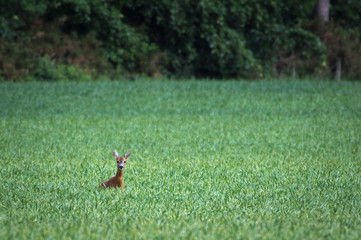 Roe Deer in Scotland
