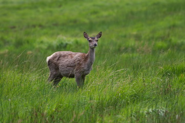 Naklejka na ściany i meble Roe Deer in Scottish Highlands