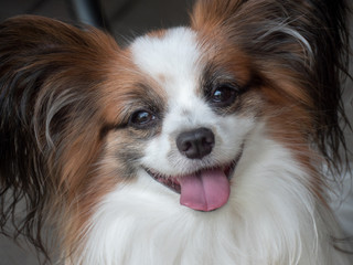 Papillon - Continental Toy Spaniel dog