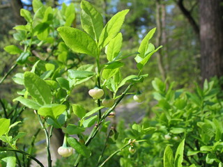 Blühende Heidelbeeren