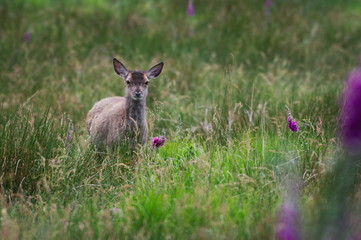 Roe Deer in Scottish Highlands