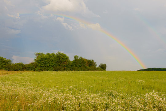 bright rainbow in the sky above the green field
