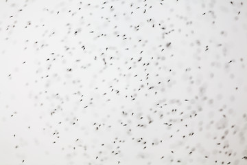 Thousands of small flies on Lake Bulunkul