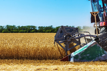 Fototapeta premium Harvester machine to harvest wheat field working. Combine harvester agriculture machine harvesting golden ripe wheat field. Agriculture