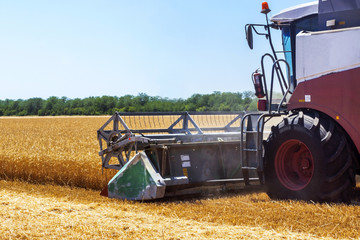Fototapeta premium Harvester machine to harvest wheat field working. Combine harvester agriculture machine harvesting golden ripe wheat field. Agriculture
