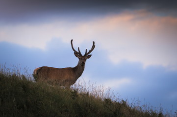 Naklejka na ściany i meble Red Deer with Antler Velvet in Scottish Highlands