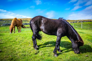 Highland horse at Scotland, Shetland Islands