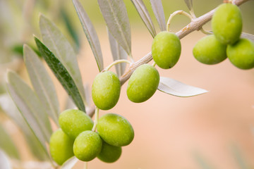 Fresh green olives growing on olive tree