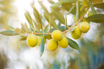 Fresh green olives growing on olive tree
