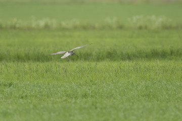 Obraz na płótnie Canvas Eurasian Curlew Flying over green field