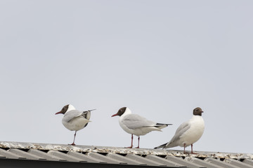 Three Black-headed gulls standing on roof