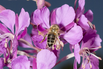 Bee Drinking nectar from Fireweed