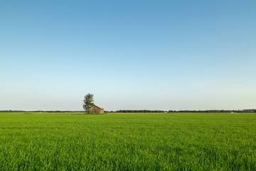 Fototapeta na wymiar Barn in Farmfield by Tree
