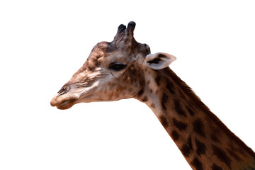 Close up of a giraffes isolated on white background