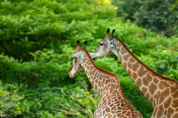Close up of a giraffes