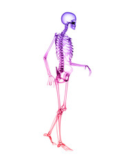 X RAY Skeleton 3D Render